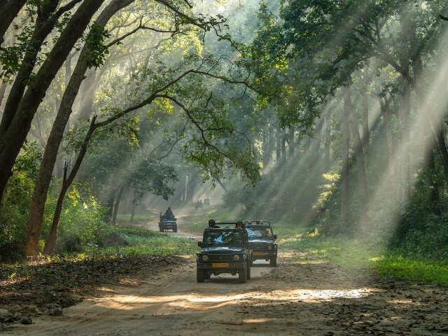 Safari jeeps on the forest track